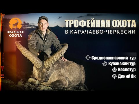 Видео: ТРОФЕЙНАЯ ОХОТА НА ТУРОВ И ДИКОГО ЯКА В КАРАЧАЕВО-ЧЕРКЕСИИ