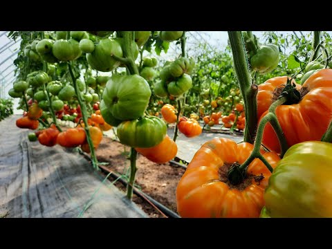 Видео: Пять отличных сортов томатов  «Вкусные ГИГАНТЫ»