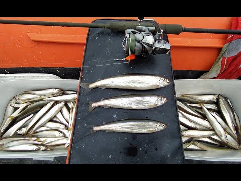 Видео: ЛОМАЕМ ПЕРВЫЙ ЛЁД. КОРЮШКА КЛЮЁТ. РЫБАЛКА ЗАЧЁТ!