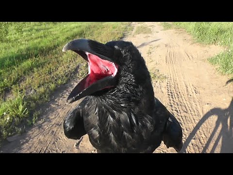 Видео: домашний ворон в 6 месяцев