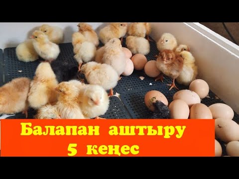Видео: Балапан аштыру, тек осы сақталсын!