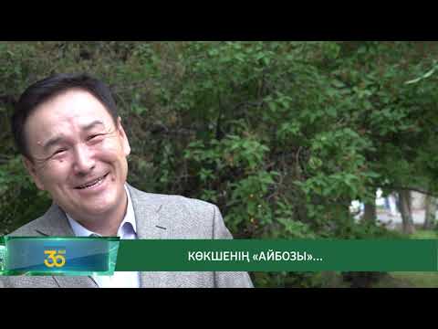 Видео: КӨКШЕНІҢ "АЙБОЗЫ" / "АРНАЙЫ РЕПОРТАЖ" / 30.05.2021