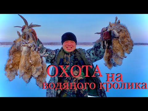 Видео: Охота на водяного кролика Якутия