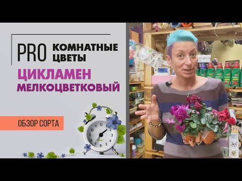 Видео: Цикламен мелкоцветковый - трогательно цветущее чудо | Как правильно поливать цикламен