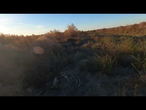 Видео: кыргауылга аншылык жолек ауылына охота на фазана