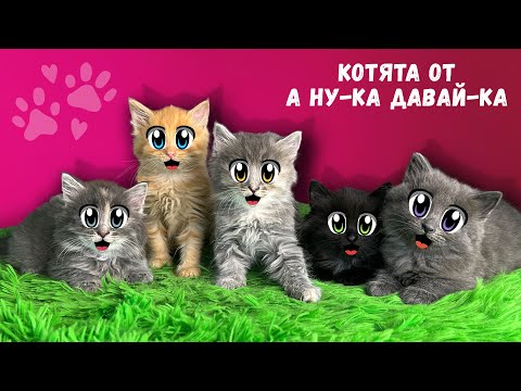 Видео: БЕЗДОМНЫЕ КОТЯТА ИЩУТ ДОМ! СПАСЕНИЕ БЕЗДОМНОЙ КОШКИ с УЛИЦЫ! РЕАКЦИЯ ГЕРОЯ А НУ-КА ДАВАЙ-КА на КОТЯТ