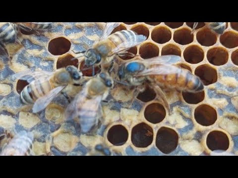 Видео: Клещ и корма, стандартные проблеммы .