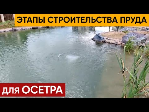 Видео: Пруд для Осетра. Этапы Строительства. Прозрачный пруд для Осетра сибирского, Сига и Линя.