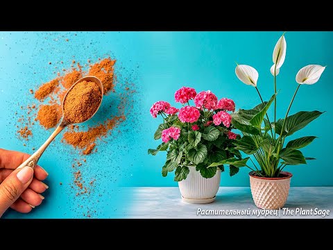 Видео: КОРИЦА ДЛЯ КОМНАТНЫХ РАСТЕНИЙ 🌿 5 СПОСОБОВ, О КОТОРЫХ ВЫ ТОЧНО НЕ ЗНАЛИ! ПРОСТО И ЭФФЕКТИВНО!