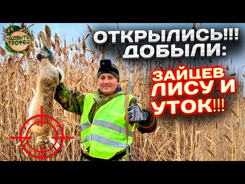 Видео: УДАЧНОЕ ОТКРЫТИЕ ОХОТЫ на ЗАЙЦА 2023-2024 !!!