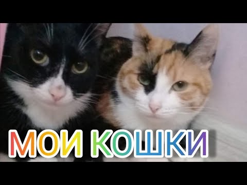 Видео: Мои кошки !!!😻