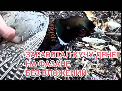Видео: БИЗНЕС НА ФАЗАНАХ БЕЗ ВЛОЖЕНИЙ. ЛОВУШКИ НА ФАЗАНОВ И ДРУГУЮ ПТИЦУ