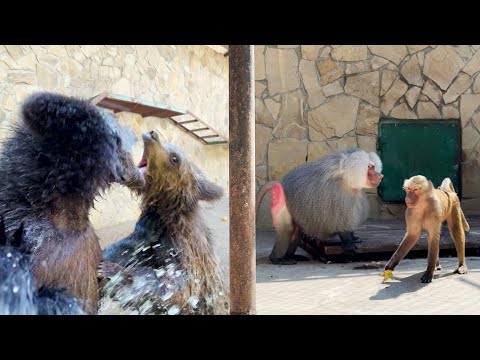 Видео: Люся - сплошная неожиданность! Лида снова не беременна, а Топа ВПЕРВЫЕ полезла  КУПАТЬСЯ при нас!