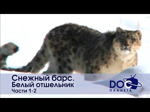 Видео: Снежный барс. Белый отшельник - Части 1-2 - Документальный фильм - Сборник