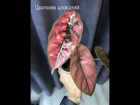 Видео: СЕКРЕТЫ выращивания алоказий. Цветение алоказий опасно ли это?
