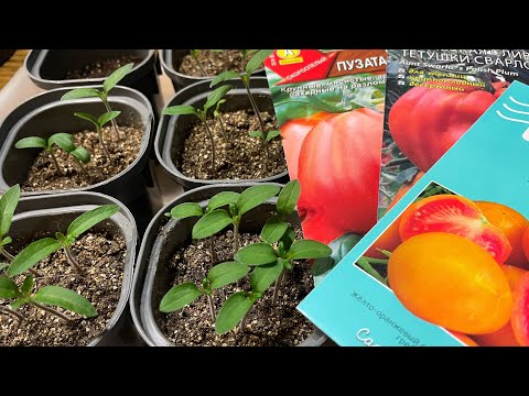 Видео: ПОСЕВ высокорослых ТОМАТОВ В ОПТИМАЛЬНЫЕ СРОКИ! ПРОВЕРЕННЫЙ СПОСОБ!