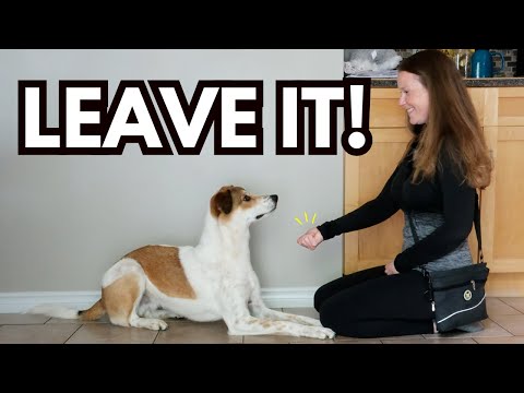 Видео: Как научить собаку уходить за 5 простых шагов