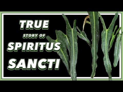 Видео: ДРАМА, наполненная прошлым Philodendron Spiritus Sancti | «Красотка в зеленом», документальный фильм