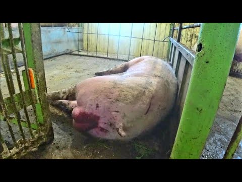 Видео: АМАТОРА БОЛЬШЕ НЕТ... ИНФАРКТ МИКАРДА....СЛЕЗЫ