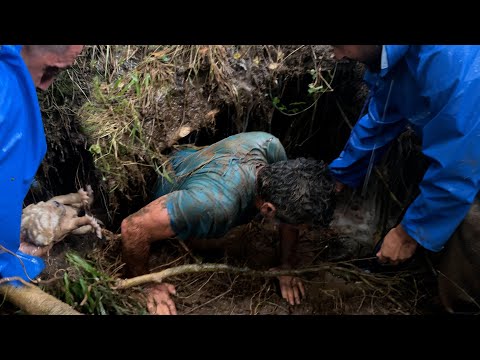 Видео: Дом мамы собаки был затоплен. Она просит о помощи.