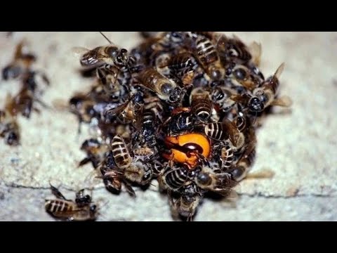 Видео: В этом клубке поджариваются даже Азиатские Шершни - МЕДОНОСНЫЕ ПЧЕЛЫ В ДЕЛЕ!