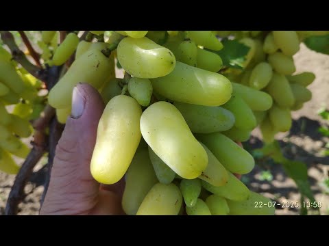 Видео: Виноград Алинка. Жадность виноградаря сгубила 