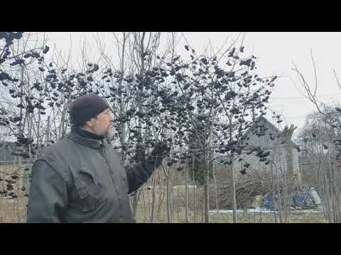 Видео: Этюд. Тема: Черноплодная рябина