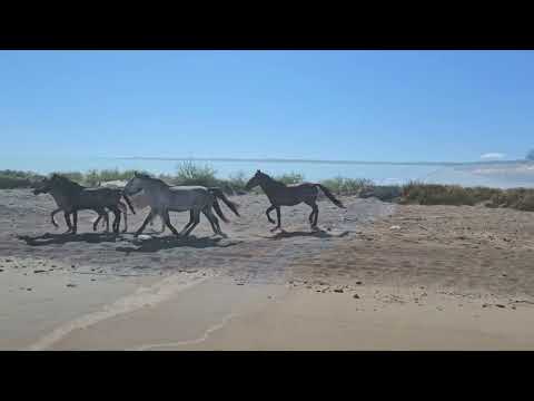 Видео: Ностальгия   Приозерск