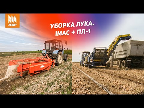 Видео: Копалка и комбайн-подборщик на уборке лука. Реальный кейс