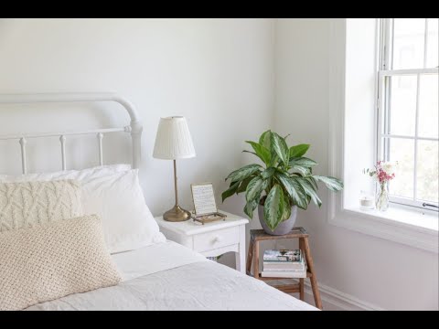 Видео: Ёток,хонада (спальный) у́стириш мумкин булган ёки мумкин булмаган гул турлари!🌿🪴