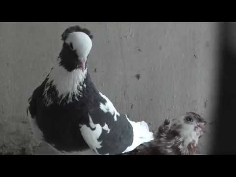 Видео: СЕЗОН РАЗВЕДЕНИЯ ГОЛУБЕЙ 2019