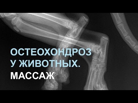 Видео: Остеохондроз у котов. Профилактический массаж (болезнь суставов)