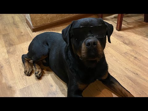 Видео: Гуляем🍂на новом месте с ротвейлером🙂#собака #rottweiler #социализация