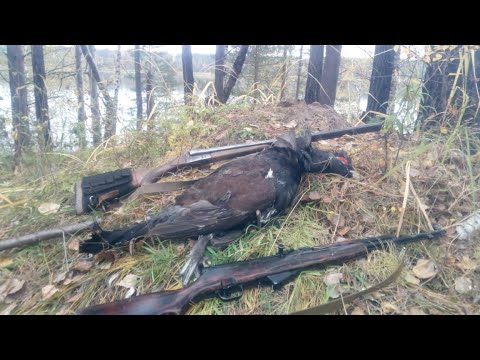 Видео: 2-х недельная вылазка в Енисейскую тайгу с целью найти лося во время гона