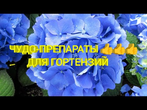 Видео: ЧУДО-ПРЕПАРАТЫ ДЛЯ ГОРТЕНЗИЙ👍Использую весь сезон!!!🌹🌹🌹