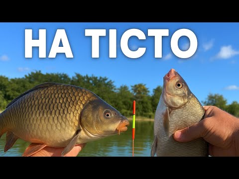 Видео: Ловлю на тісто ляща та коропа. Поплавок восени 🍂 #дозариболовлі 