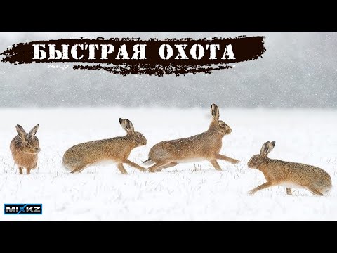 Видео: Самая БЫСТРАЯ ОХОТА на зайца в этом сезоне, Заяц в песках, заяц толай, на зайца с лайкой MixEreke2