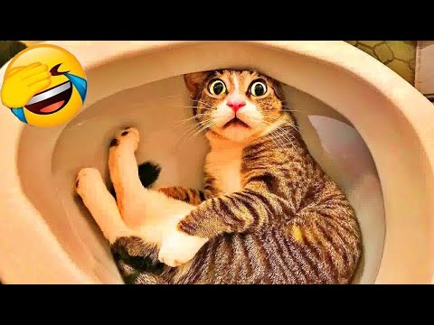 Видео: Самые смешные собаки и кошки 2025 года 🤣😻 Новые забавные животные 🤣🐶