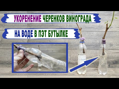 Видео: 🍇 Укоренение черенков винограда в ПЭТ бутылках. Нет ничего проще. Бутылка, кухонная губка и вода.
