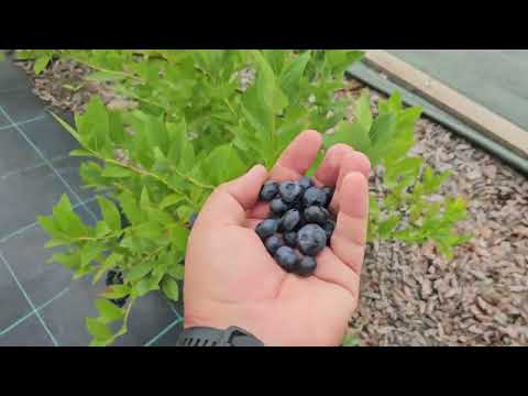 Видео: Моя голубичная плантация на 200 кустов, плодоношение.