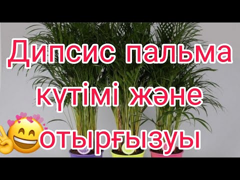 Видео: Дипсис пальма күтімі және отырғызуы #үйгүлдері #гүл #дипсиспальма