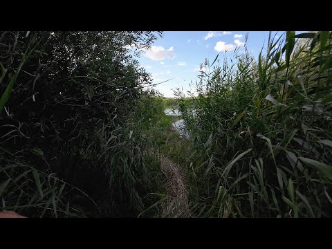 Видео: По следам Охотника за поклевкой. Нура, дикие места.