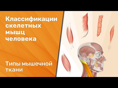 Видео: Классификации (типы) скелетных мышц человека. Типы мышечной ткани.