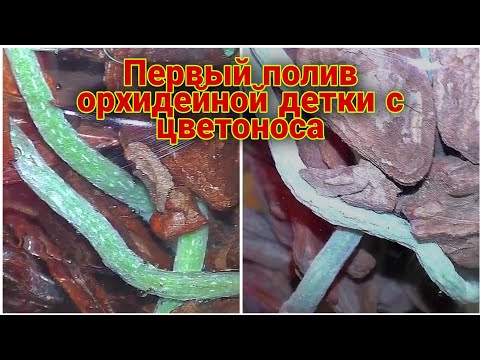 Видео: Всё пропало Более 30 дней сушняка Что происходит с корнями орхидеи