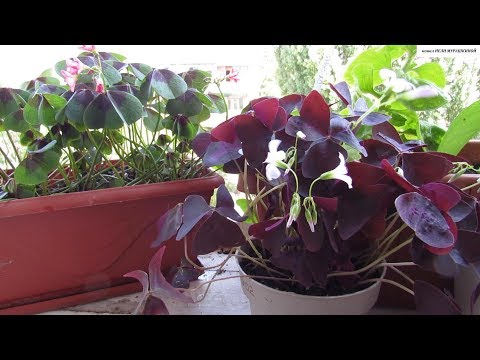 Видео: КИСЛИЧКА на зимовке. Условия содержания зимой.