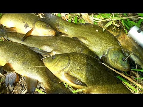 Видео: Ловля КРУПНОГО ЛИНЯ на УДОЧКУ! Рыбалка с ночевкой.