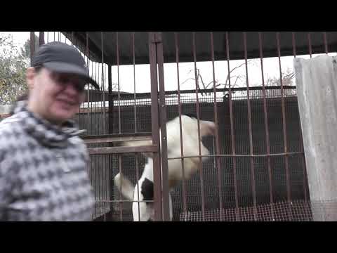 Видео: Питомник "Верный друг" город Курск вл.Червяковы Юра и Наташа.