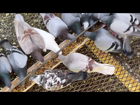 Видео: Очень нужный рейс! 23 октября 2025 г.