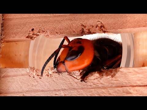 Видео: Какие материалы могут выдержать мощный укус гигантских шершней, чтобы спасти пчел?