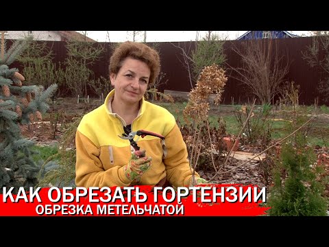 Видео: Как обрезать гортензии обрезка метельчатой